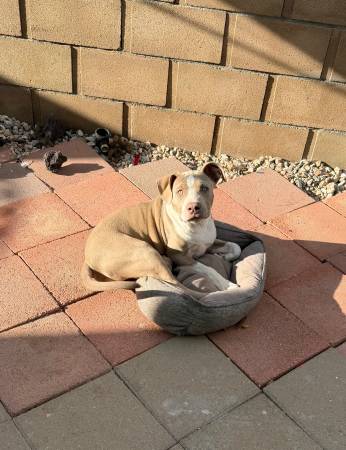 Pitbull macho (Palmdale)63877736453379120