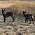 Belgian Malinois 18 thumbnail