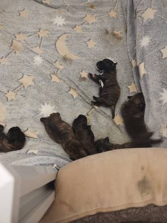 Mixed puppies looking for a good home (Manville)63624637662081122