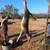 All Day Deer Hunts 5 thumbnail