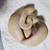 Ball Python 2 thumbnail