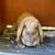 Bunny / Rabbit / Mini Lop 3 thumbnail