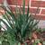 Perennial Plants:Canadian GARLIC, ONIONS, GARLIC CHIVES-Organic 5 thumbnail