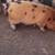 Kunekune piglets 4 thumbnail
