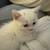 White Doll Face Persian Kitten female 6 thumbnail