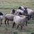 SHEEP FOR SALE 1 thumbnail