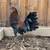 Gamefowl rooster stag 2 thumbnail