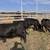 Angus Heifer 4 thumbnail