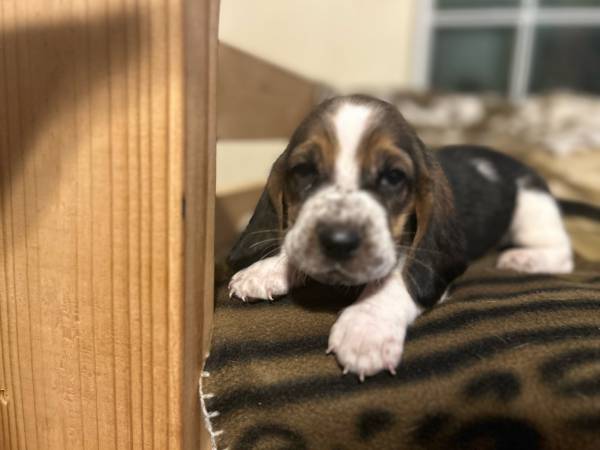 Christmas Basset Puppies 1
