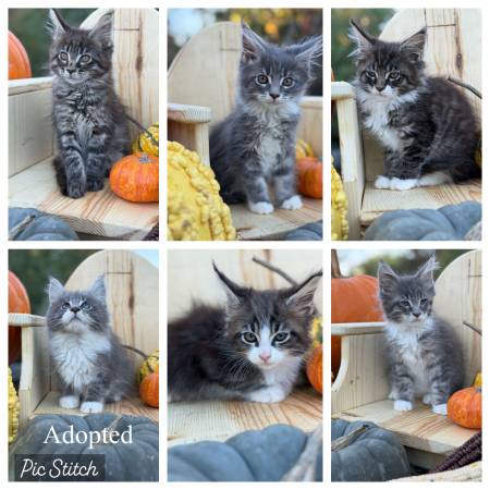 Maine Coon kittens 1