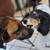 Dog sitter needed 3 thumbnail