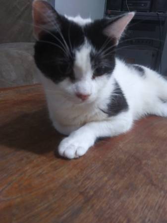 Gata vaca hembra (Berkshire)63815650285953120