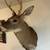 6 POINT WHITETAIL MOUNT 2 thumbnail