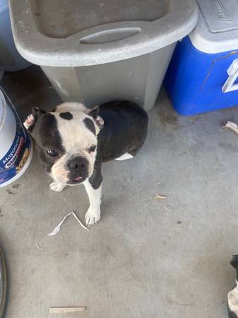 Boston terrier macho casi 2 años (Palmdale)63893601449347121
