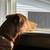 Pet Sitting/House Sitting 1 thumbnail