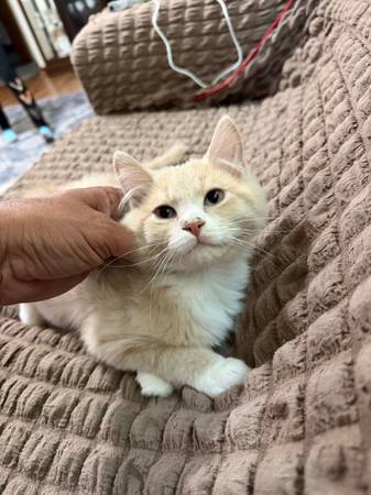 Kitten (Luverne)547852489956403202