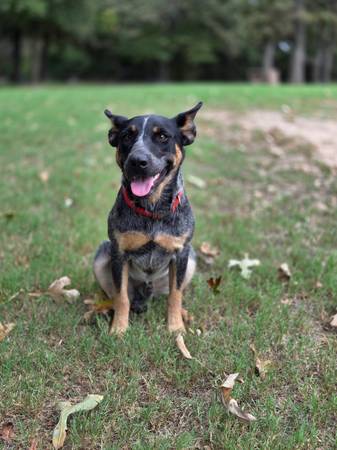 Blue heeler pup (Harrah)63976603027203121