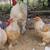 Brahma chicks-mottled, porcelain, blue salmon, lemon pyle, Isabel 12 thumbnail