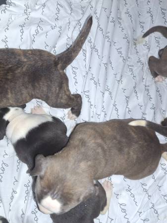AMERICAN STANDARD PIT BULL PUPS FOR ADOP63925384751746124
