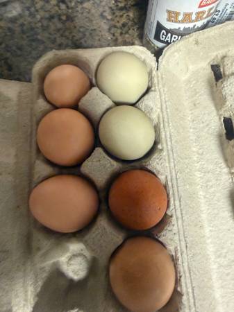 Farm fresh eggs 1
