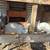 Rabbit hutch and rabbits 3 thumbnail