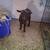 Nigerian doeling 4 thumbnail