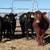 Why buy Limousin bred Heifers 1 thumbnail
