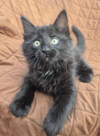 BLACK/TORTI MC KITTENS (Lacey)63697527293953122