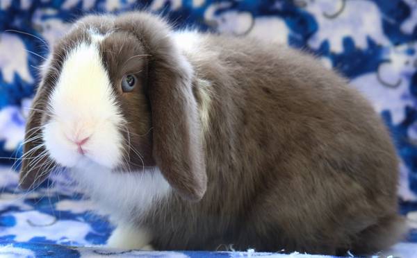 Chocolate holland lop (Vernonia)63842373991427120
