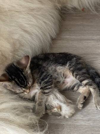 3 kittens looking for there forever home (Cleveland)63686641554433121