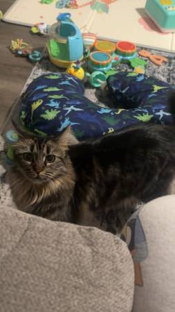 Rehoming cats63905906046595120