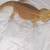 Bearded Dragon Lizards 10 thumbnail