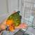 Sun conure 2 thumbnail