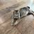 Sweet grey kitty 1 thumbnail
