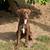 8 month old Female Chocolate Labrador Puppy 3 thumbnail