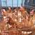Laying hens 1 thumbnail
