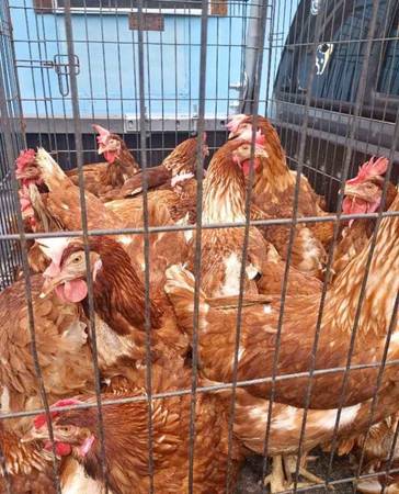 Laying hens 1