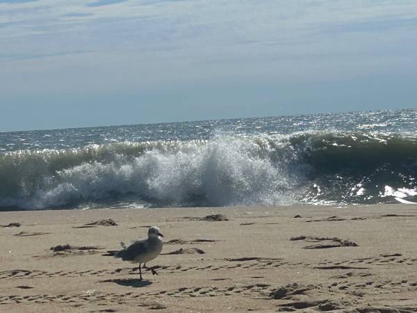 $219 / 3br - 1300ft2 - Oceanfront 3 bedroom this weekend and nect (Ocean city)63839296436227121