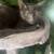 Russian Blue kitten 3 thumbnail