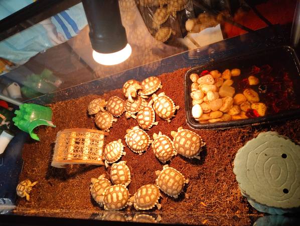 Baby Sulcata tortoises 1