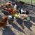 Beautiful pullets(Pollas) for sale!! 3 thumbnail