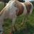 Well broke gelding 1 thumbnail