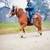 4 yr old sorrel Belgian Gelding rides & drives 3 thumbnail