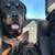 1 year old rottweiler 3 thumbnail