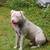 Giving away white pitbull 3 thumbnail