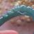 Certified A JADE JADEITE Icy Green Handmade Phoenix Bangle Bracelet 55 2 thumbnail