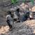 Piglets 1 thumbnail