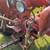 D 14 Allis Chalmers w/Attachments 8 thumbnail