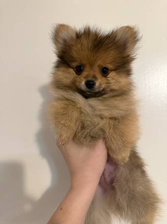Brown sable pomeranian puppy (Nw houston)63906835264387122