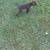 GermannShorthaired Pointer Pups 2 thumbnail